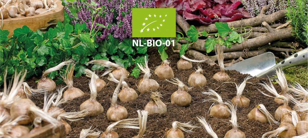 Shafron Components Key Components of Saffron | Crocin, Safranal & Picrocrocin – Sativus.com